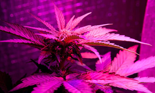 Indoor Cannabis Plant Photo Credit: Yarygin